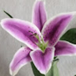 Meet your Posher, Lovely purple